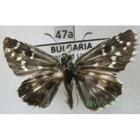 Pyrgus alveus Hübner, 1803 Bulgaria47a